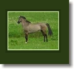 a-horse_1.jpg