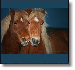 a-horse_11.jpg a-horse_11.jpg