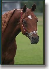 a-horse_12.jpg a-horse_12.jpg