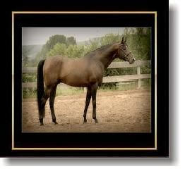 a-horse_13.jpg a-horse_13.jpg