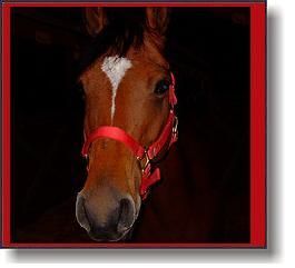 a-horse_3.jpg