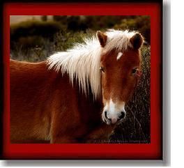 a-horse_4.jpg a-horse_4.jpg