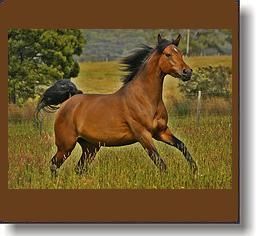a-horse_5.jpg a-horse_5.jpg