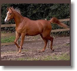 a-horse_6.jpg a-horse_6.jpg