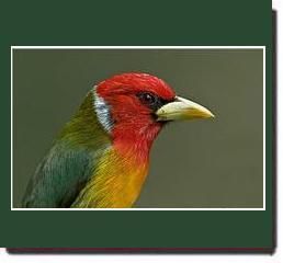 barbet.jpg