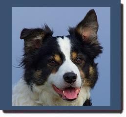 border_collie.jpg