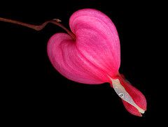 f-dicentra.jpg