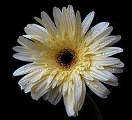 f-gerbera_feher.jpg