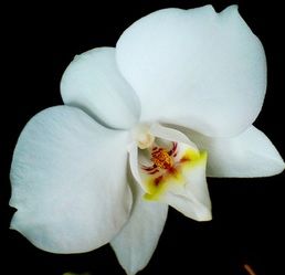 f-orchidea.jpg