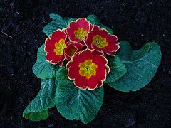 f-primula.jpg