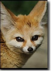 fennec-1.jpg fennec-1.jpg