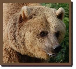 grizzly.jpg