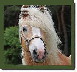 haflingi.jpg