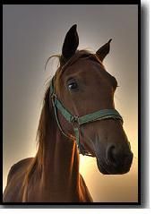 horse.jpg