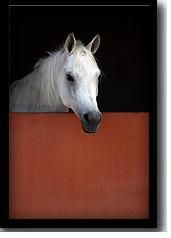 horse1.jpg