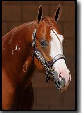 horse2.jpg