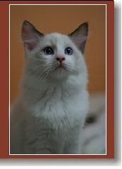 ht-ragdoll.jpg