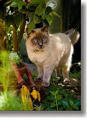 ht-ragdoll15.jpg