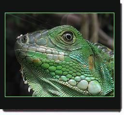 iguana.jpg