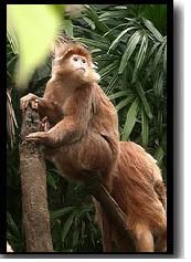 javai_langur-1.jpg javai_langur-1.jpg