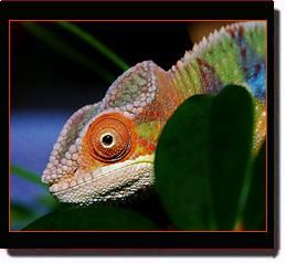 kameleon.jpg