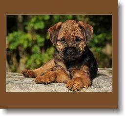 kis_border_terrier.jpg