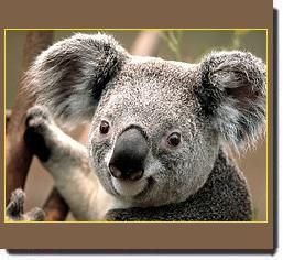 koala.jpg