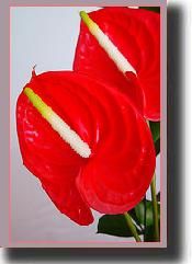 lily10.jpg