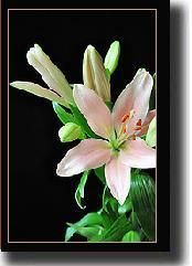 lily12.jpg