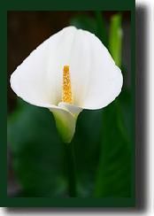 lily13.jpg