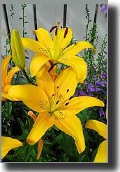 lily14.jpg