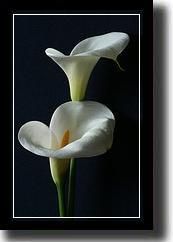 lily15.jpg