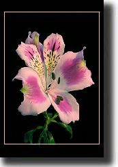 lily6.jpg