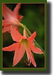 lily7.jpg