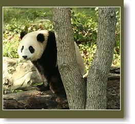 oriaspanda.jpg oriaspanda.jpg