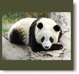 oriaspanda1.jpg oriaspanda1.jpg