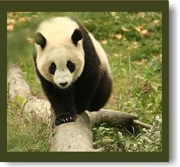 oriaspanda2.jpg oriaspanda2.jpg