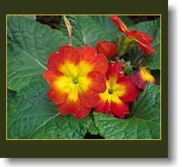 primula-1.jpg primula-1.jpg