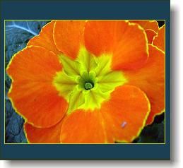 primula-2.jpg primula-2.jpg