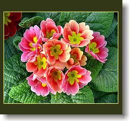 primula-3.jpg primula-3.jpg