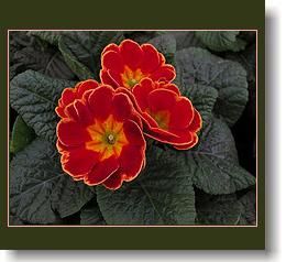 primula-4.jpg primula-4.jpg
