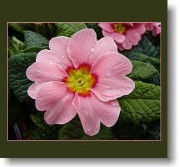 primula-5.jpg primula-5.jpg
