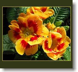 primula-6.jpg primula-6.jpg