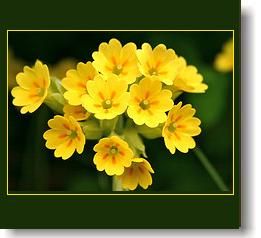 primula-7.jpg primula-7.jpg