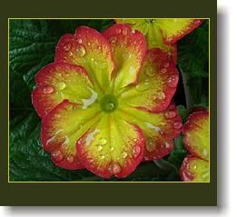 primula-8.jpg primula-8.jpg