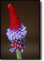 primula01.jpg primula01.jpg