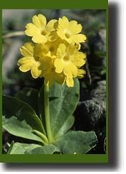 primula02.jpg primula02.jpg