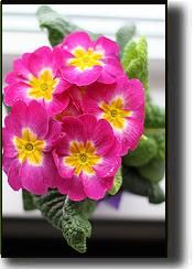 primula03.jpg primula03.jpg