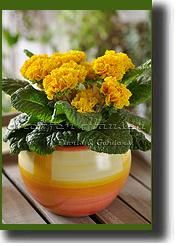 primula04.jpg primula04.jpg