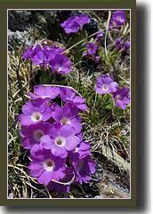 primula05.jpg primula05.jpg